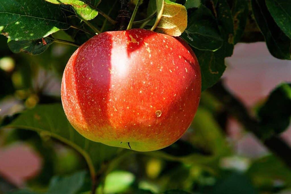 Year-Round Fruit Tree Care in Colorado