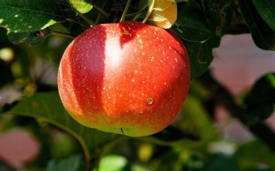 Year-Round Fruit Tree Care in Colorado