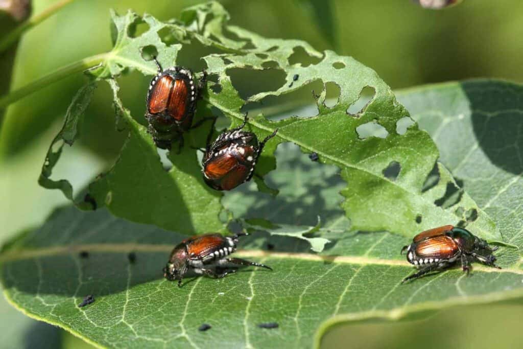 Japanese Beetle Control for Denver Residents?