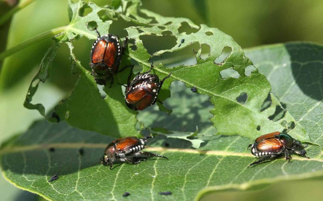 Japanese Beetle Control for Denver Residents?
