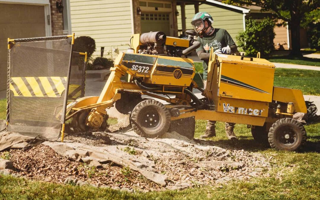 How to Remove a Tree Stump with Stump Grinding or Other Methods