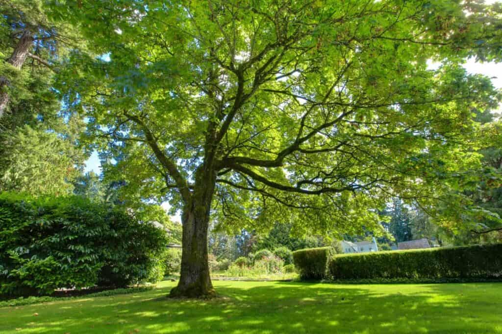 Homeowner’s Guide to Proper Tree Maintenance in Denver, CO