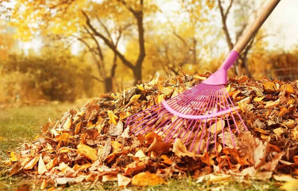 Seasonal Tree Care: A Complete Guide for Every Time of Year