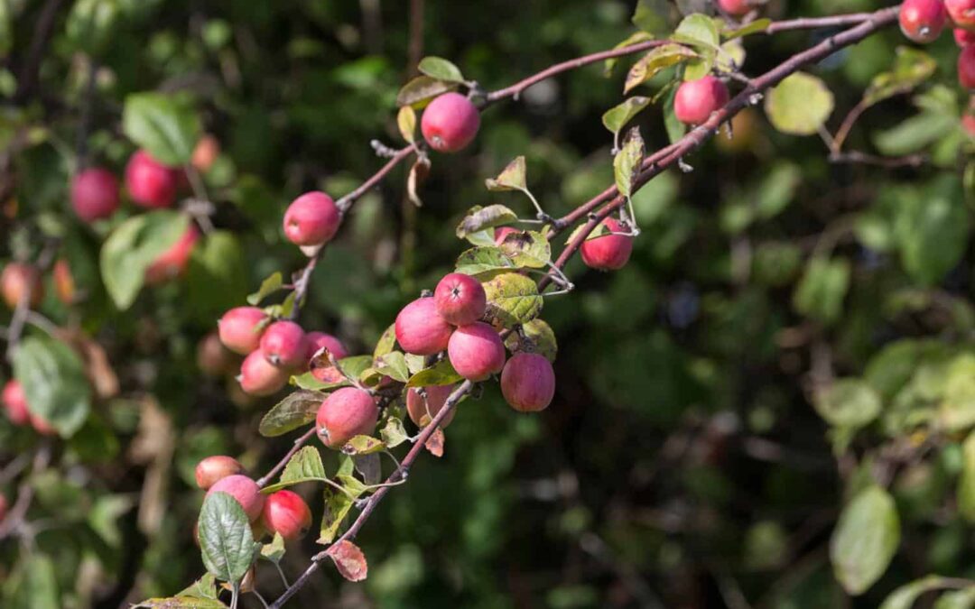 How Do I Keep My Apple Tree Healthy and Happy In Colorado?