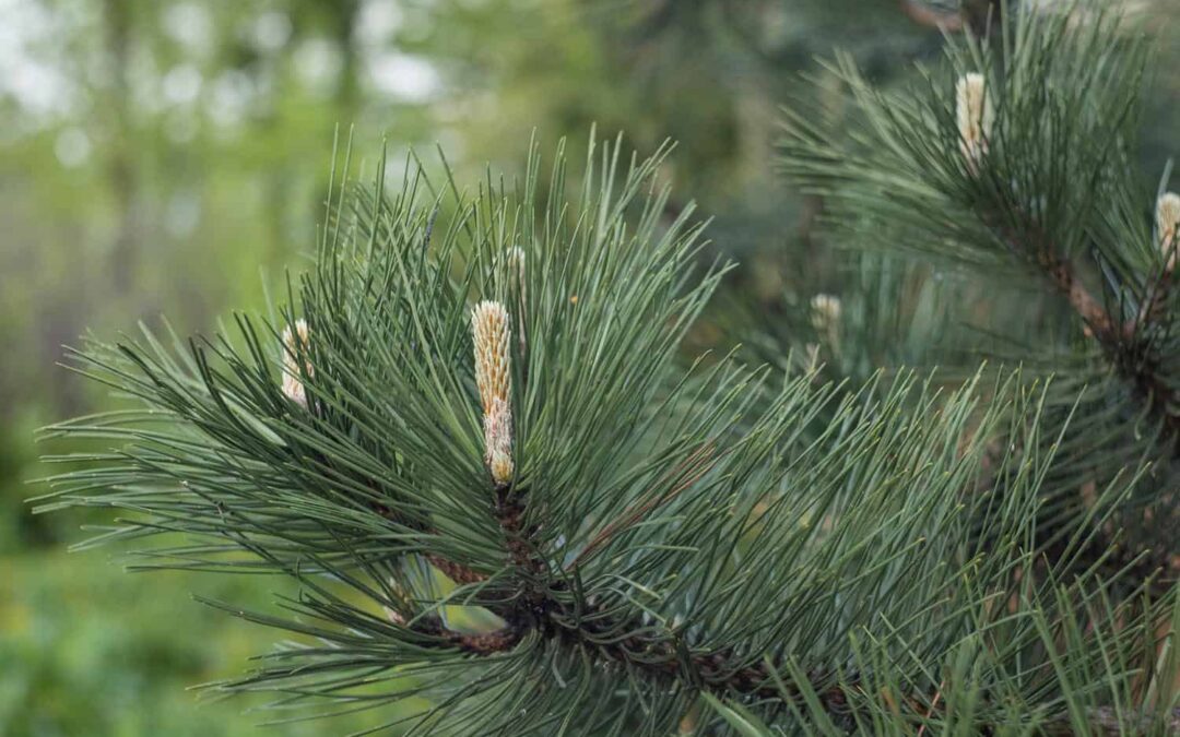 Guide for Pine Tree Maintenance in Colorado