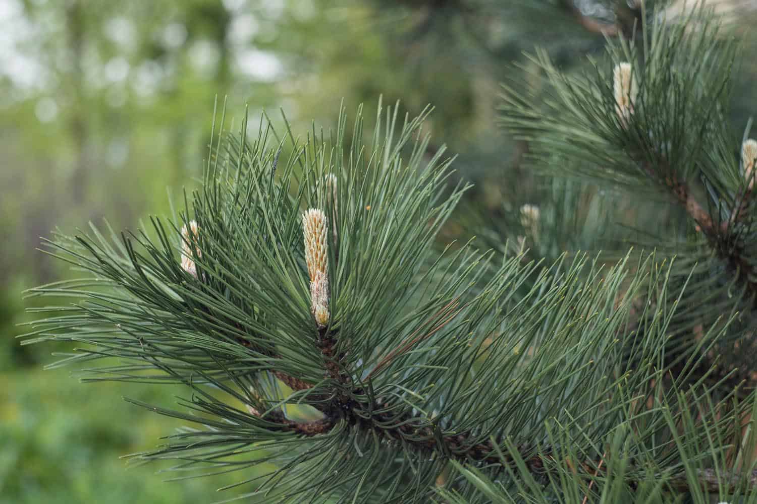 Growing Conifers From Cuttings: How To Root Pine Cuttings To Grow New Trees