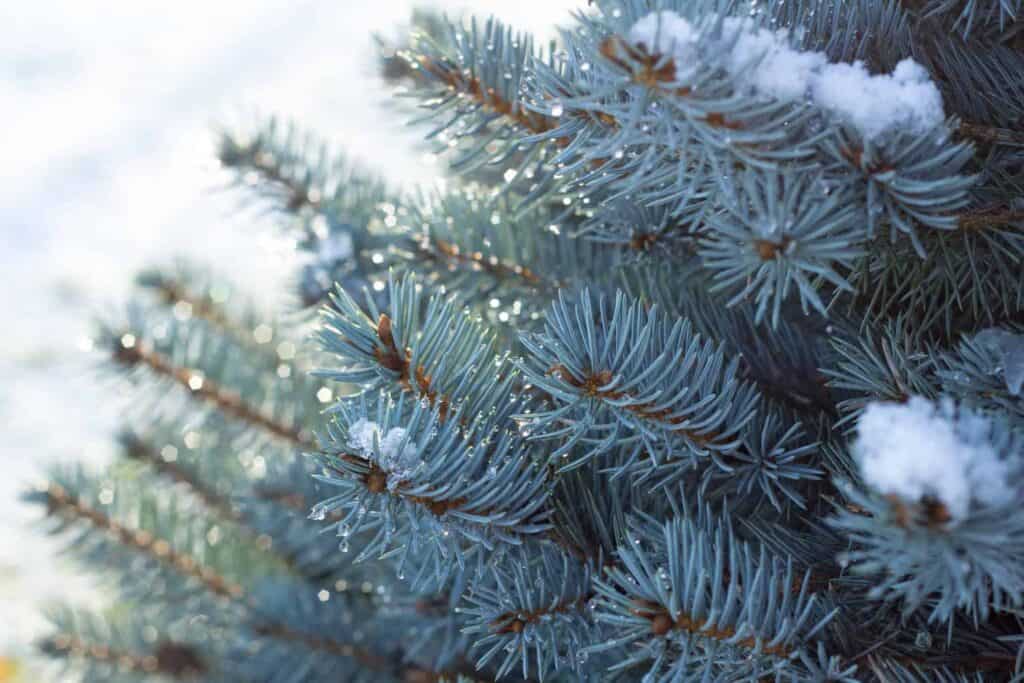 How Do I Grow a Healthy Spruce Tree In Denver?