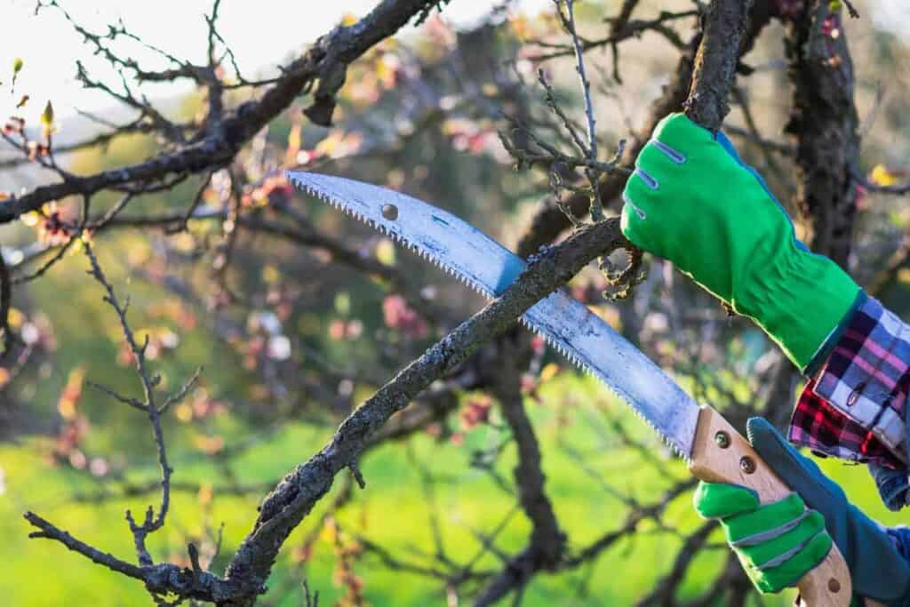 The Homeowner’s Guide to Trimming Trees