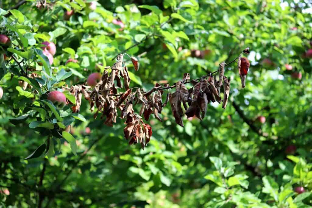 Fighting Fire Blight of Apple, Pear, and Other Colorado Trees
