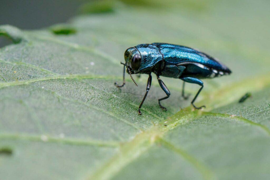 Indications, Effects and Treatment for Emerald Ash Borer (EAB) in Colorado