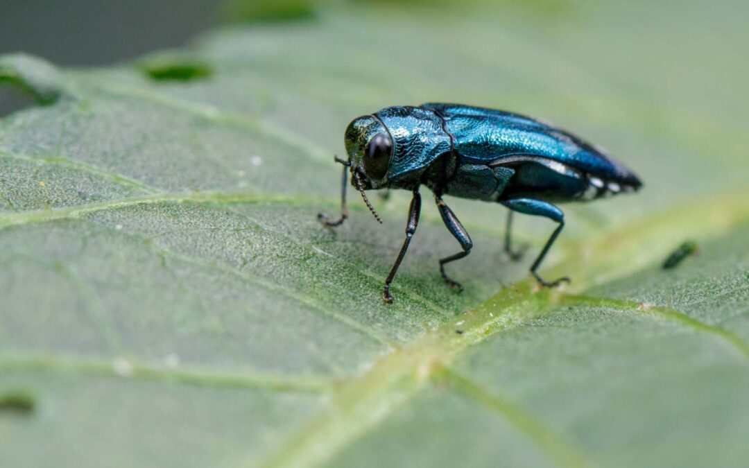 Indications, Effects and Treatment for Emerald Ash Borer (EAB) in Colorado