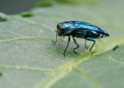 Indications, Effects and Treatment for Emerald Ash Borer (EAB) in Colorado