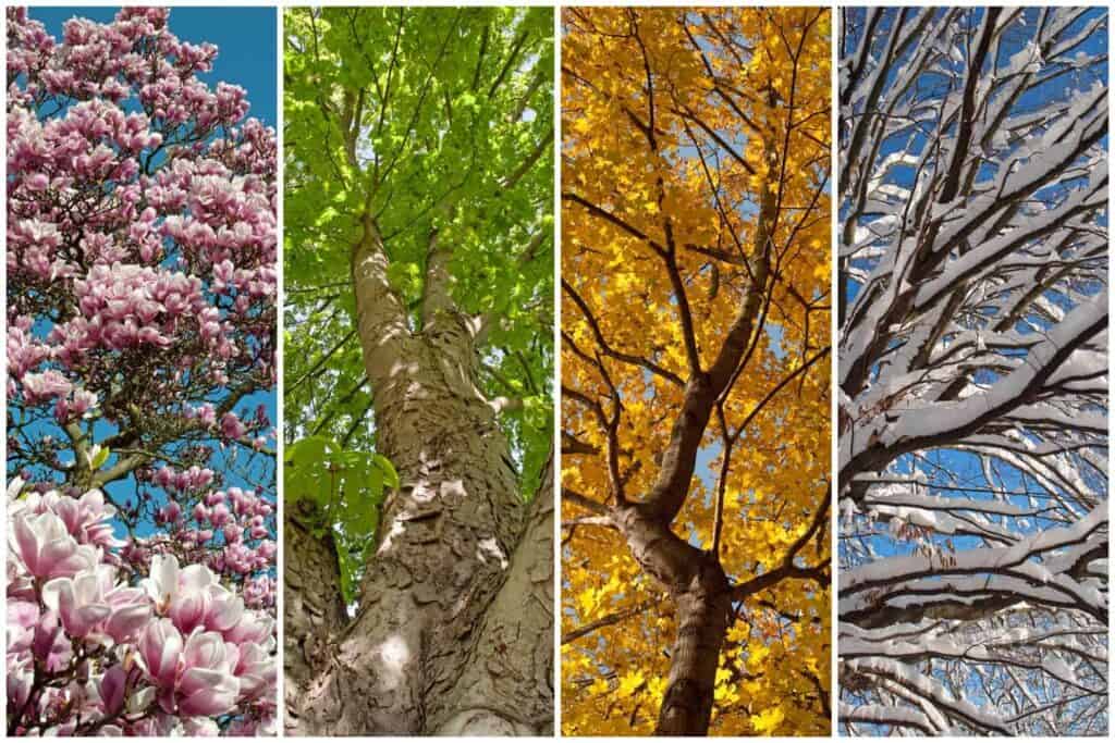 Colorado Tree Care Through all Four Seasons