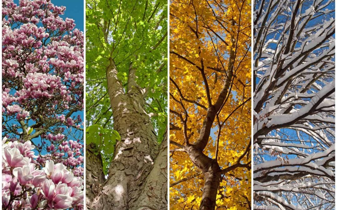 Colorado Tree Care Through all Four Seasons