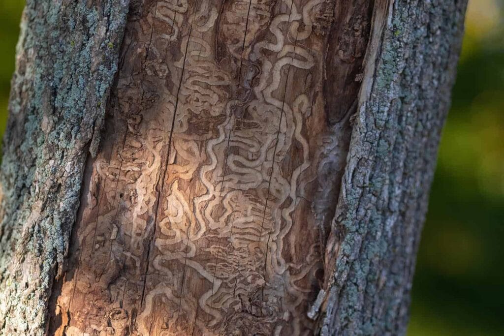 An Arborists Glossary of Pests and Diseases