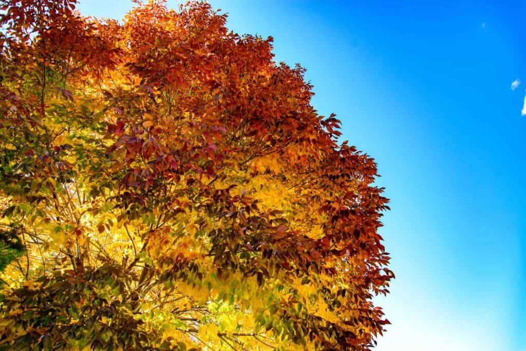 Information for the Best Ash Tree Care in Denver