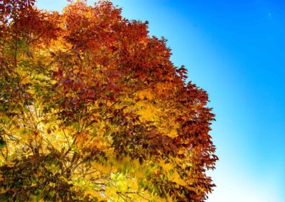 Information for the Best Ash Tree Care in Denver