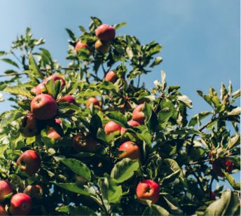 A close up shot of an apple tree