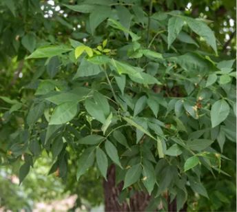 A close up shot of an ash tree