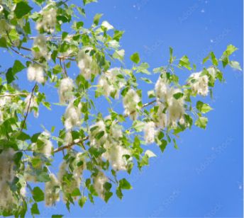 A close up shot of a cottonwood tree