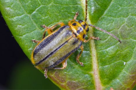 elm-tree-pest A yellow pest-beetle on a leaf