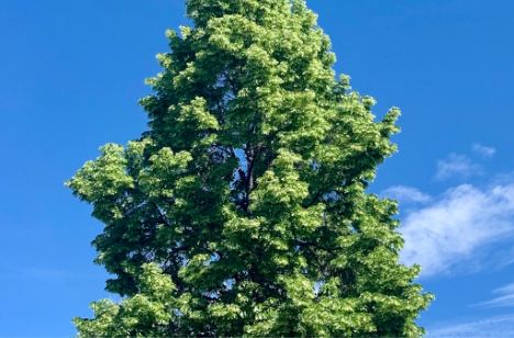 A linden tree