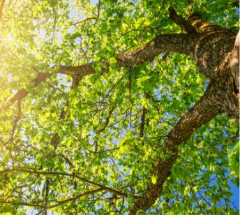 A close up shot of a linden tree