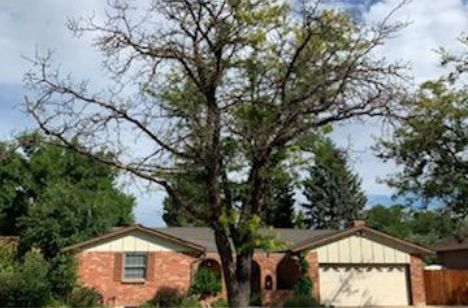 locust-tree-disease A locust tree with a disease