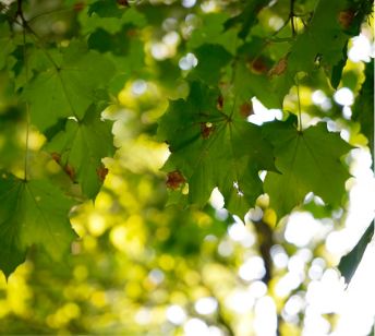 A close up shot of a maple tree