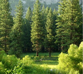 A pine/evergreen/spruce forest