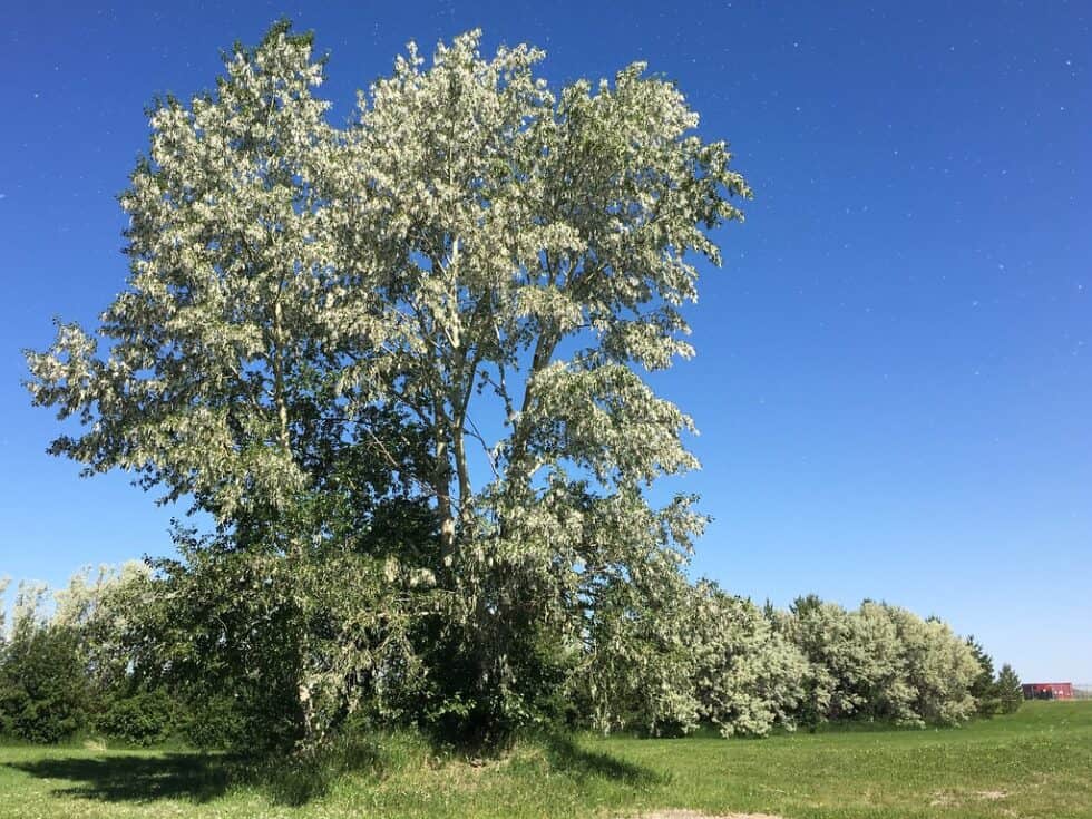 Cottonwood Tree Care in Colorado Advice from Expert Arborists