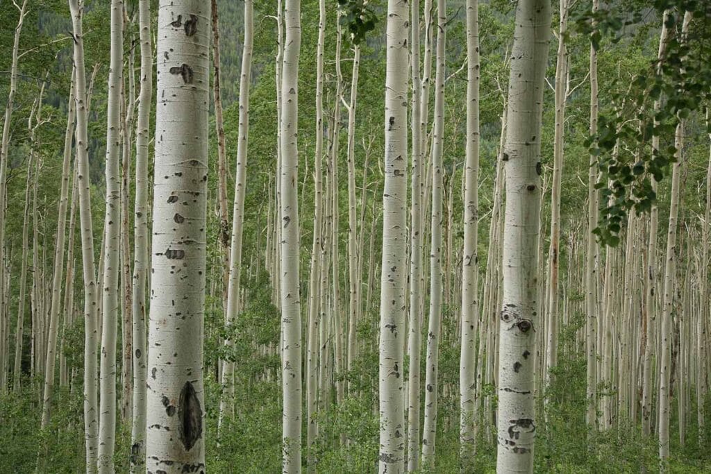 Why Are My Aspen Trees Dying?