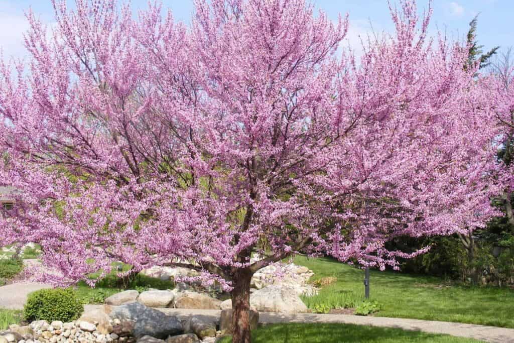 Guide to Trees That Thrive on Colorado Properties