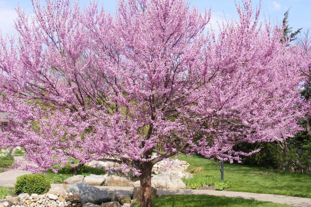 Colorado Tree Identification for Best Trees to Plant on Property