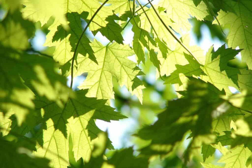 How to Identify & Treat Damaged Silver Maple Trees