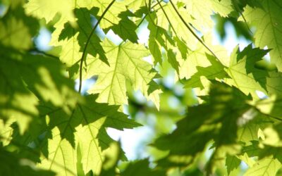 How to Identify & Treat Damaged Silver Maple Trees