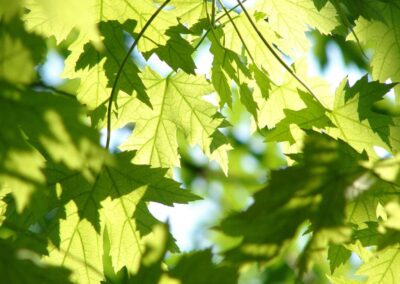 How to Identify & Treat Damaged Silver Maple Trees