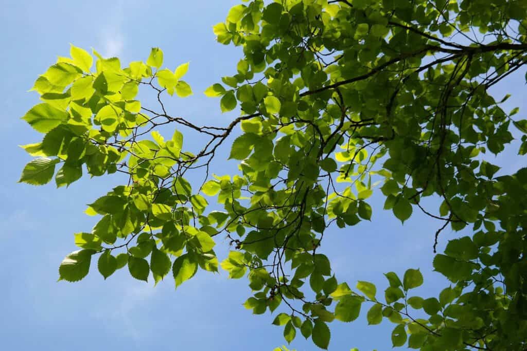What’s the Best Way to Keep My Elm Tree Healthy In Colorado?