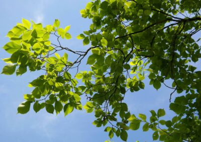 What’s the Best Way to Keep My Elm Tree Healthy In Colorado?