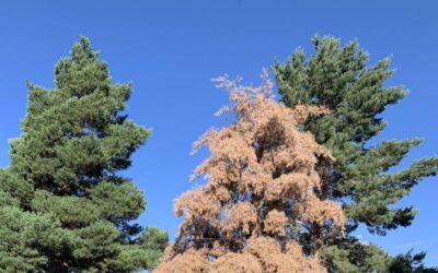 How to Care for Evergreen Trees in Denver