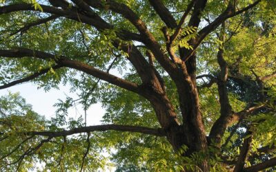 How to Grow a Healthy Locust Tree In Denver