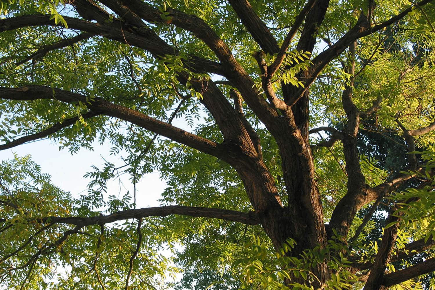 Locust Tree Diseases And How To Prevent Them