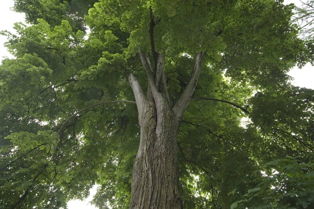 The Best Way to Care for Linden Trees in Denver