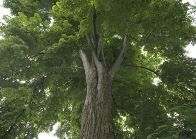 The Best Way to Care for Linden Trees in Denver