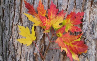 How Do I Keep My Maple Tree Healthy and Happy In Denver?