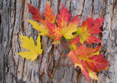 How Do I Keep My Maple Tree Healthy and Happy In Denver?