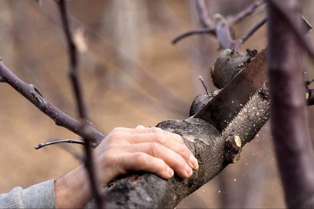 Learn How to Winterize Trees in Denver
