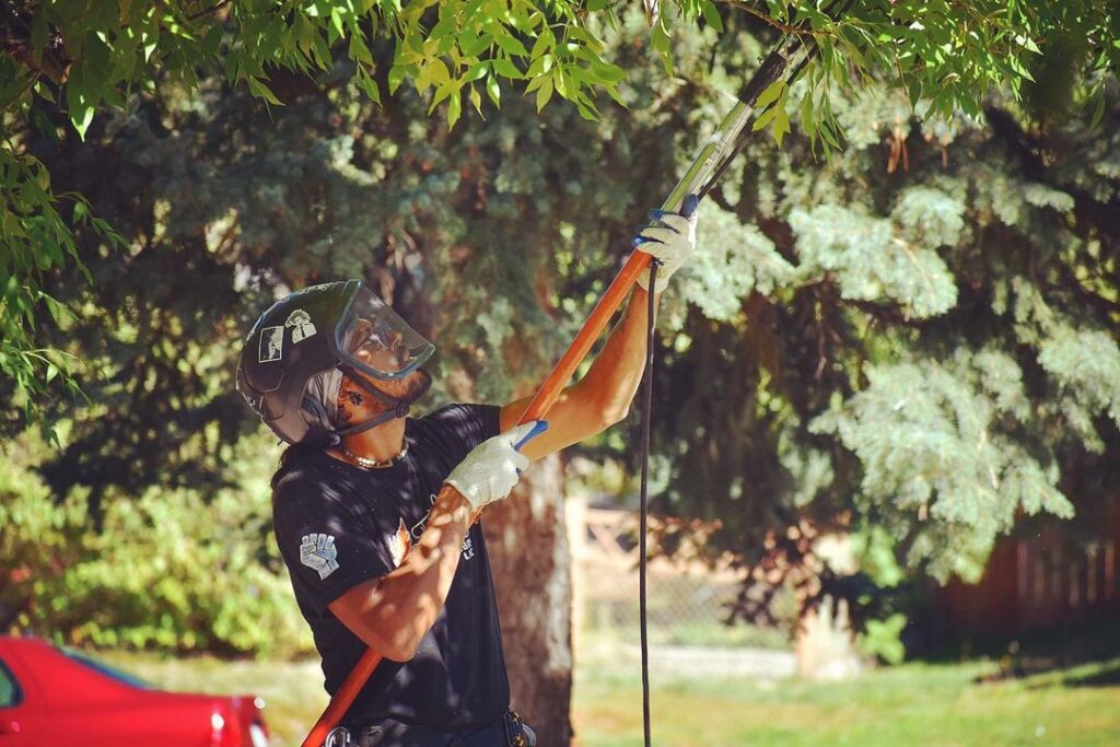An arborist from Fielding Tree Care in Littleton, CO reaches up into the branches of a tree with a tree-trimming device.