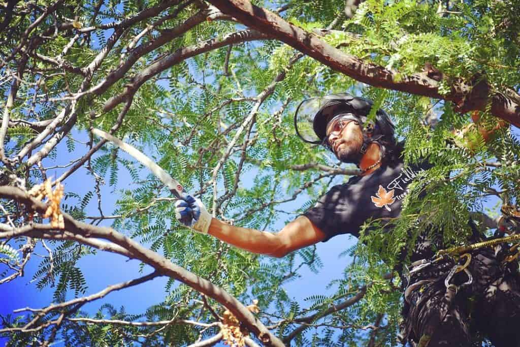 Info on Tree Pest Control, Tree Trim & Tree Removal Near Littleton, CO