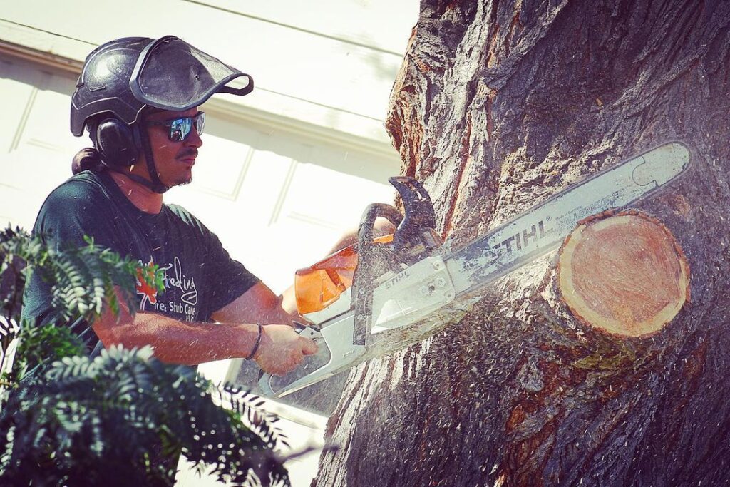 A certified arborist from Fielding Tree Care wears safety gear as he uses a chainsaw for tree removal and trimming services near Littleton, CO.